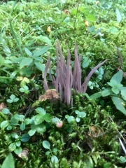 Alloclavaria purpurea
