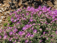Drosanthemum