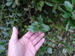Carissa bispinosa