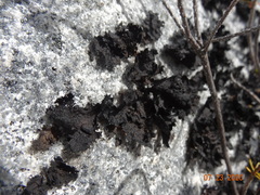 Umbilicaria torrefacta