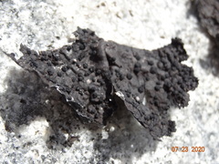 Umbilicaria torrefacta