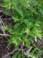 Mirabilis grandiflora