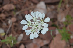 Tordylium