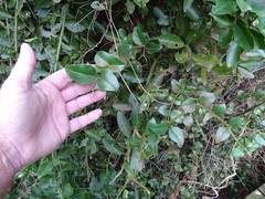 Carissa bispinosa