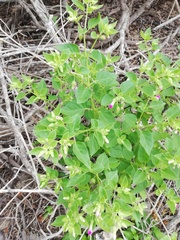 Mirabilis grandiflora