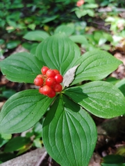 Cornus canadensis