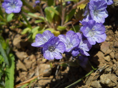 Phacelia divaricata