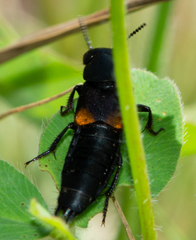 Platydracus fossator