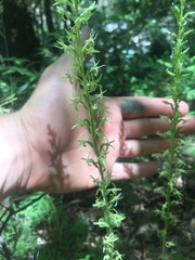 Platanthera leptopetala
