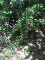 Platanthera leptopetala