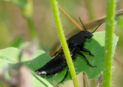 Platydracus fossator