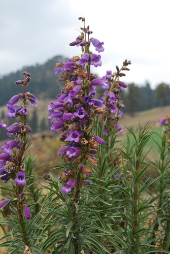 Gentian Beardtongue