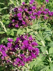Vernonia baldwinii interior