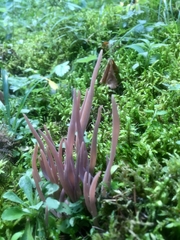 Alloclavaria purpurea