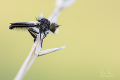 Holopogon nigripennis