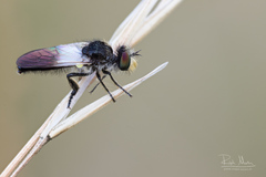Holopogon nigripennis