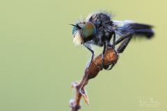 Holopogon nigripennis