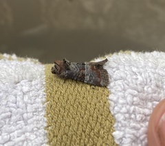 Mesoligia literosa