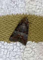 Mesoligia literosa