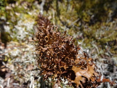 Tuckermanopsis subalpina