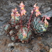 Echeveria subalpina - Photo (c) Allen Coombes, μερικά δικαιώματα διατηρούνται (CC BY-NC), uploaded by Allen Coombes
