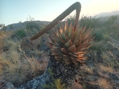 Aloe broomii