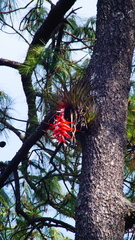 Tillandsia violacea