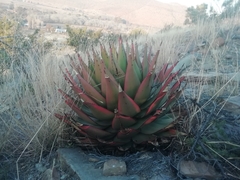 Aloe broomii