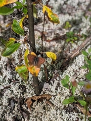 Tharsalea dorcas arcticus