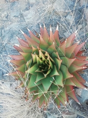 Aloe broomii