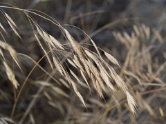 Bromus commutatus