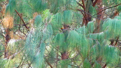 Peucedramus taeniatus