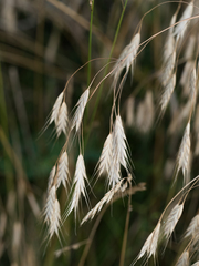 Bromus commutatus