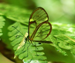 Episcada hymenaea hymenaea