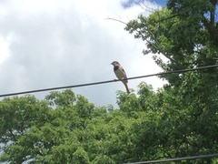 Passer domesticus