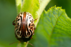 Calligrapha philadelphica