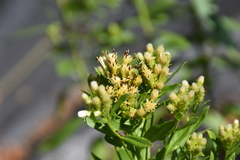 Sericocarpus rigidus