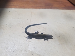 Pholidobolus vertebralis