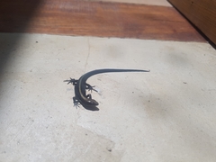 Pholidobolus vertebralis