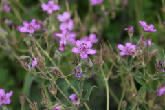 Geranium palustre