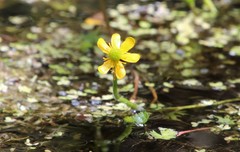 Ranunculus flabellaris