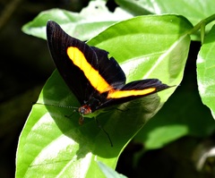 Catonephele acontius caeruleus