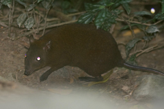 Hypsiprymnodon moschatus