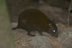 Hypsiprymnodon moschatus