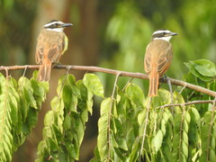Pitangus sulphuratus