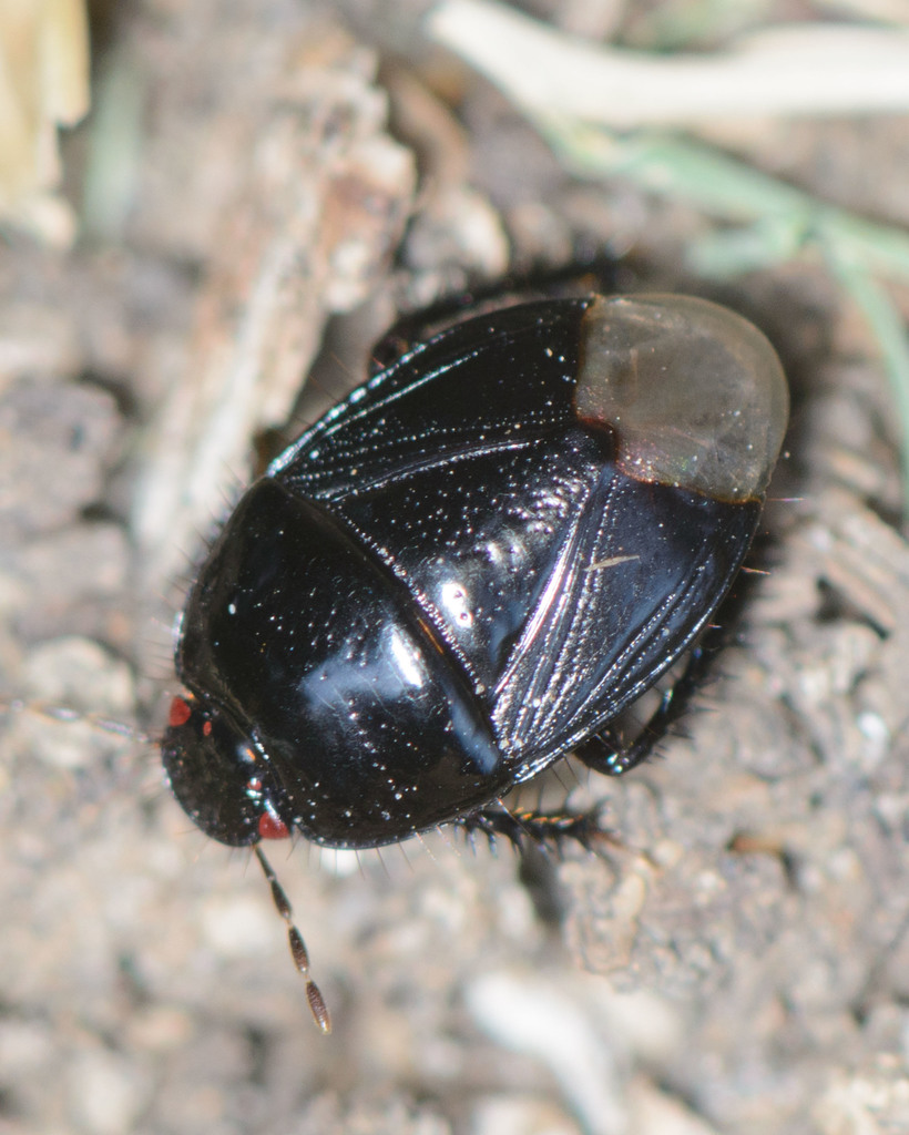 Two-lined Burrowing Bug (A guide to the Ecdysozoa: Insecta