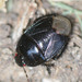 Escarabajo Excavador del Cacahuate - Photo (c) Tracey Fandre, algunos derechos reservados (CC BY-NC-ND), subido por Tracey Fandre