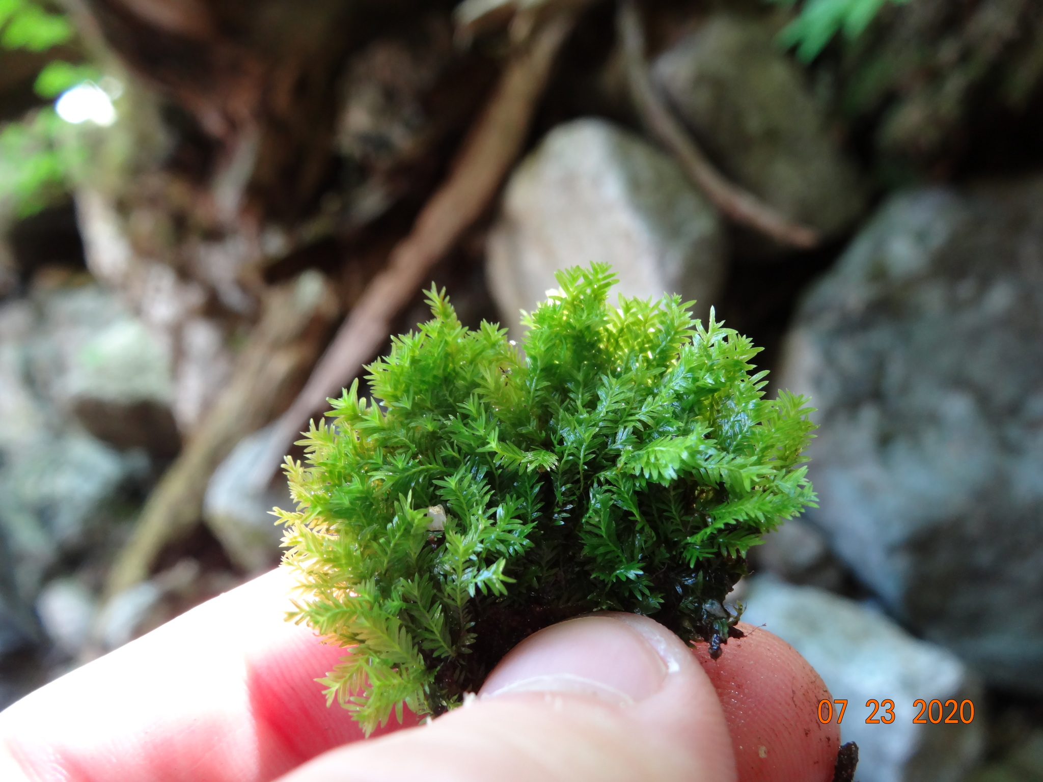 Fissidens aphelotaxifolius