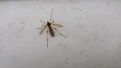 Ctenophora flaveolata