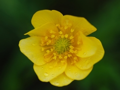 Ranunculus petiolaris